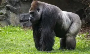 Potężny goryl o ciemnym futrze stoi na trawie. Zastanawiasz się, ile waży goryl? Samce mogą osiągać wagę nawet 200 kg.