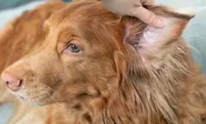 Ein Hund mit braunem Fell wird am Ohr untersucht, um mögliche Grasmilben zu entdecken.