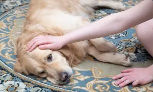 Złoty retriever leży na dywanie, głaskany przez człowieka. Pies wygląda na chorego, może to skręt żołądka.