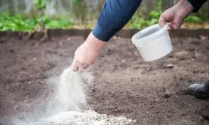 Ręka rozsypuje biały proszek, prawdopodobnie nawóz wapniowy, na ziemi w ogrodzie. To może być dolomit, który poprawia strukturę gleby.