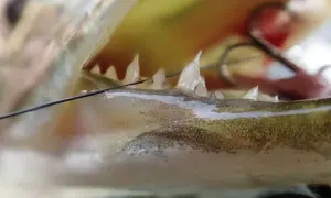 Nahaufnahme des Mauls eines Fisches mit scharfen Zähnen und einem Haken. Ein Wels Biss, der die Kraft des Fangs zeigt.