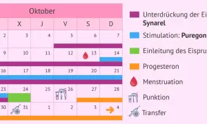 Kalender für schwanger werden tipps: zeigt Medikamentengabe (Synarel, Puregon, Ovitrelle, Progesteron), Menstruation, Punktion und Transfer.