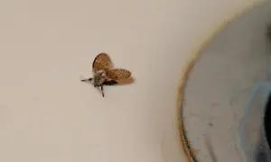 En liten, luddig insekt med vingarna utbredda sitter på en ljus yta nära en metallkant. Små flugor inomhus, inte bananflugor, kan vara irriterande.