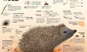 Ilustracja przedstawia jeża z bliska, z zaznaczonymi kolcami, oczami i pyszczkiem.