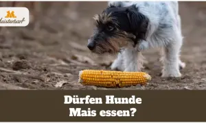 Ein neugieriger Hund betrachtet eine Maiskolben. Dürfen Hunde Mais essen?