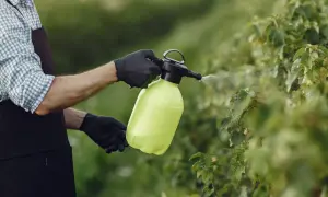 Ogrodnik w czarnej rękawiczce spryskuje rośliny z zielonego opryskiwacza. Może to być sposób na to, jak zneutralizować amoniak w glebie.