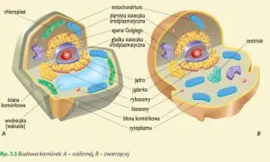 Jakie są dziedziny biologii i co warto o nich wiedzieć?