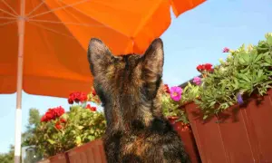 A tortoiseshell cat sits under an orange umbrella, surrounded by flowers. This scene prompts the question: how hot is too hot for cats?