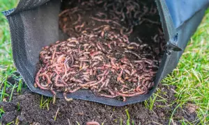 Mnóstwo czerwonych robaków wylewa się z czarnej torby na ziemię w ogrodzie.