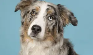 Ein Australian Shepherd mit faszinierenden, unterschiedlich gefärbten Augen, die wie blaue Saphire und Bernstein leuchten.