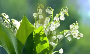 Białe dzwonki konwalii na tle zieleni, z widocznymi liśćmi i cieniem.