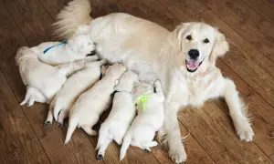 Una perra golden retriever amamanta a sus cachorros. Desde cuando se cuenta el embarazo de una perra, es un momento de ternura y cuidado.
