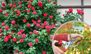 Róże pnące: Kiedy i jak przycinać dla obfitego kwitnienia?