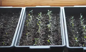 Młode sadzonki pomidorów rosną w doniczkach. Siarczan magnezu pomoże im w zdrowym rozwoju.