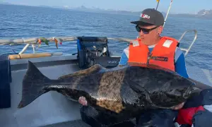 Ein Mann mit orangefarbener Schwimmweste hält einen riesigen Heilbutt auf einem Boot. Ein erfolgreicher Tag beim Sommarøy Angeln mit beeindruckendem Fang.