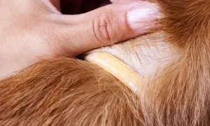 Ein Finger hebt das Fell eines Hundes an, um einen gelben Floh-Halsband-Streifen zu enthüllen.