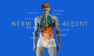 Anatomia nerwu błędnego z zaznaczonymi organami: mózg, gardło, krtań, przełyk, oskrzela, serce, wątroba, trzustka, nerki, żołądek, jelita.