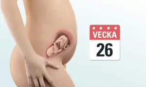 Gravid vecka 26. En illustration visar en gravid mage med ett foster inuti. Bredvid syns en kalender med texten "Vecka 26".