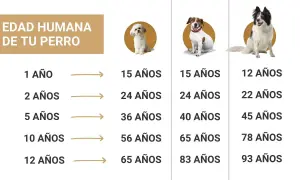 Tabla comparativa de la edad de los perros en años humanos. Muestra cómo la edad de un perro se traduce a años humanos según su tamaño.