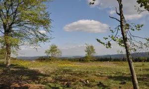 Grüne Wiesen und Bäume auf dem Kahler Asten laden zum Wandern ein. Ein sonniger Tag mit Wolken.