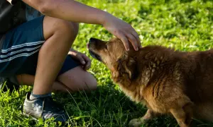 Ein Junge kniet im Gras und streichelt seinen Hund. Der Hund, ein braunes Fellknäuel, genießt die Aufmerksamkeit und leckt sich die Lippen. Ein glücklicher Hund erregt beim Streicheln.