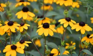 En äng fylld med soliga, gula blommor som sträcker sig mot himlen.