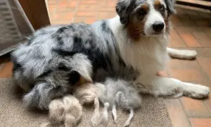 Ein wunderschöner Australian Shepherd liegt entspannt da. Neben ihm liegen Büschel seines Fells, die er während seiner Läufigkeit verloren hat.
