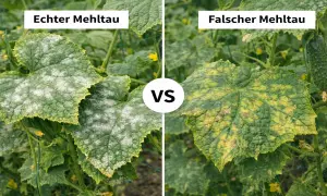 Vergleich von Gurkenblättern: Links zeigt sich echter Mehltau als weißer Belag, rechts falscher Mehltau mit gelb-braunen Flecken.