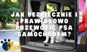 Jak bezpiecznie i prawidłowo przewozić psa w samochodzie? Złoty retriever czeka na podróż.