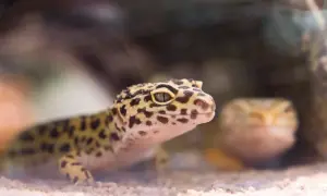 Uroczy gekon lamparci z cętkowanym wzorem na żółtym ciele, z drugim gekonem w tle.