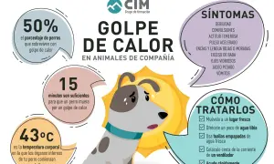 Infografía sobre el golpe de calor en perros. Muestra síntomas, cómo tratarlo y datos alarmantes como que 15 minutos bastan para que un perro muera por golpe de calor.