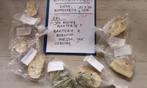 Eksperyment z chlebem: Niewidzialne zarazki i potęga higieny rąk
