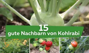 Kohlrabi im Beet mit Erdbeeren und Tomaten. Erfahre, welche Pflanzen gute Nachbarn für Kohlrabi sind.