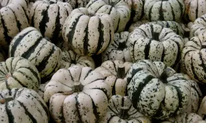 Un tas de courges patidou, blanches et vertes, prêtes pour l'automne.