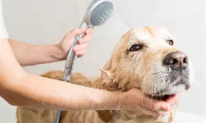 Złoty retriever w wannie, myty prysznicem. Pielęgnacja sierści to ważna część tego, co ile myć psa.