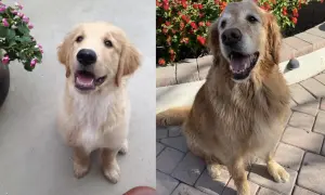 Pies czy Suka Golden Retriever? Porównanie, które rozwieje wątpliwości