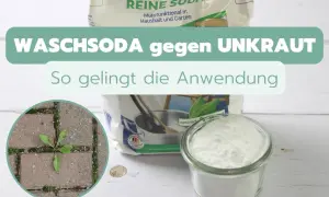 Waschsoda gegen Unkraut: Ein Glas mit weißem Pulver und eine Tüte "Reine Soda" stehen bereit. Ein Unkraut im Pflaster zeigt, was bekämpft werden soll.