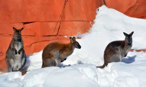 Trzy kangury w śniegu na tle pomarańczowej skały. Niezwykły widok, jak na zimę w Australii.