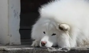 Smutny samoyed leży na betonie. Weterynarz badał jego kreatyninę u psa, martwiąc się o jego zdrowie.