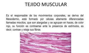 El tejido muscular: ¿Cómo funciona y por qué es clave para tu vida?