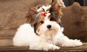 Uroczy szczeniak rasy Biewer Yorkshire Terrier z czerwoną kokardką na głowie. Sprawdź, jaka jest york biewer cena!