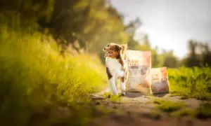 Raw Paleo Wołowina: Karma czy dieta? Bezpieczeństwo i wybór mięsa