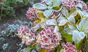 Kletterhortensie im Winter: Frost bedeckt die verblühten Blüten und Blätter, ein zarter Hauch von Eis.