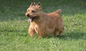 Rudy norfolk terrier z wystawionym językiem biegnie po zielonej trawie.