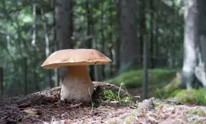 Ein prächtiger Steinpilz steht im Wald. Die beste Zeit, wann gibt es Steinpilze, ist oft nach warmen, feuchten Perioden im Spätsommer und Herbst.