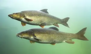 Zwei Barben schwimmen unter Wasser, bereit für die barbe laichzeit. Ihre Schuppen glänzen im diffusen Licht.
