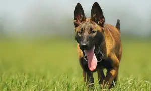 Malinois biegnie przez trawę, dysząc. To idealny moment, by zacząć uczyć psa posłuszeństwa.