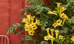 Ramilletes de flores amarillas vibrantes adornan estas resistentes plantas trepadoras de exterior, que se enredan en una estructura metálica contra una pared roja.