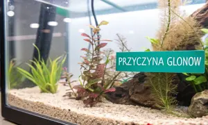 Zielona tabliczka "PRZYCZYNA GLONOW" w akwarium z piaskiem i roślinami wodnymi.