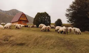 Stado owiec pasące się na łące w górach. W tle drewniany domek i drzewa. Malownicze krajobrazy górskie i urokliwe miejscowości.